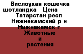 Вислоухая кошечка шотландка › Цена ­ 4 000 - Татарстан респ., Нижнекамский р-н, Нижнекамск г. Животные и растения » Кошки   